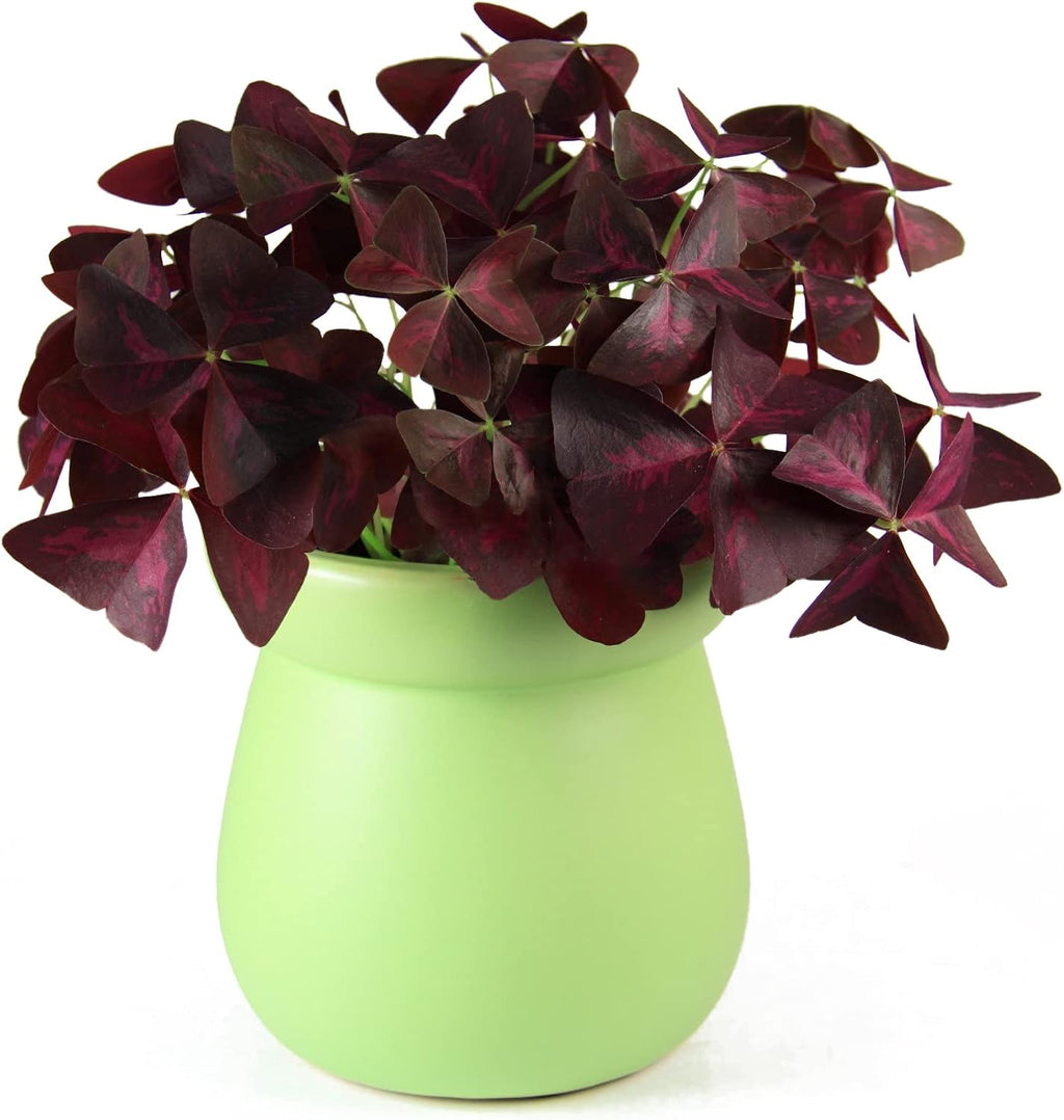 Purple Oxalis Triangularis Bulbs Z488