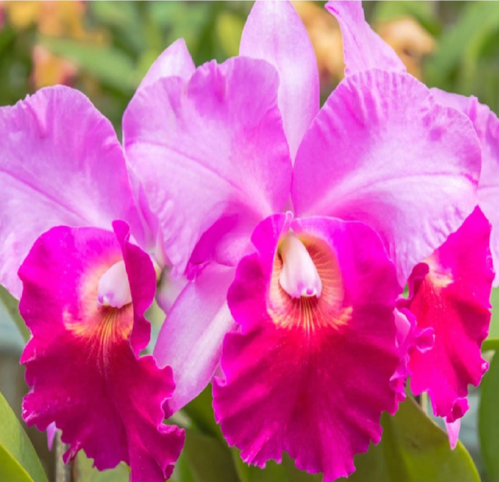 Live Pink Cattleya Orchid Plant 4"-8" Tall Rooted in 2.5" Pot B695987