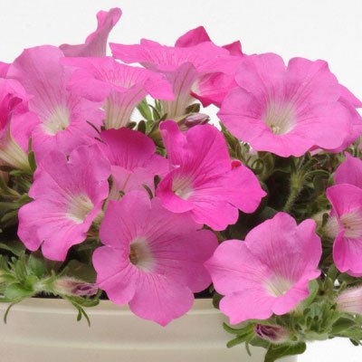 Wave Pink Flower Seeds C643666