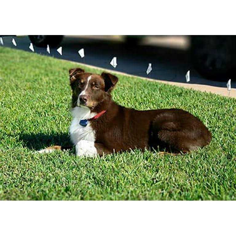Dog Collar Replacement Strap B463907