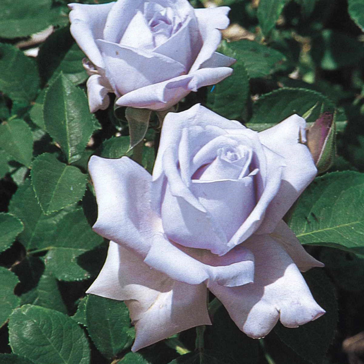 Blue Girl Dormant Bare Root Hybrid Tea Rose C3384