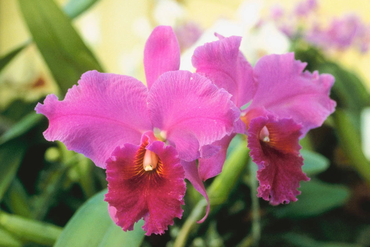 Live Pink Cattleya Orchid Plant 4"-8" Tall Rooted in 2.5" Pot B695987