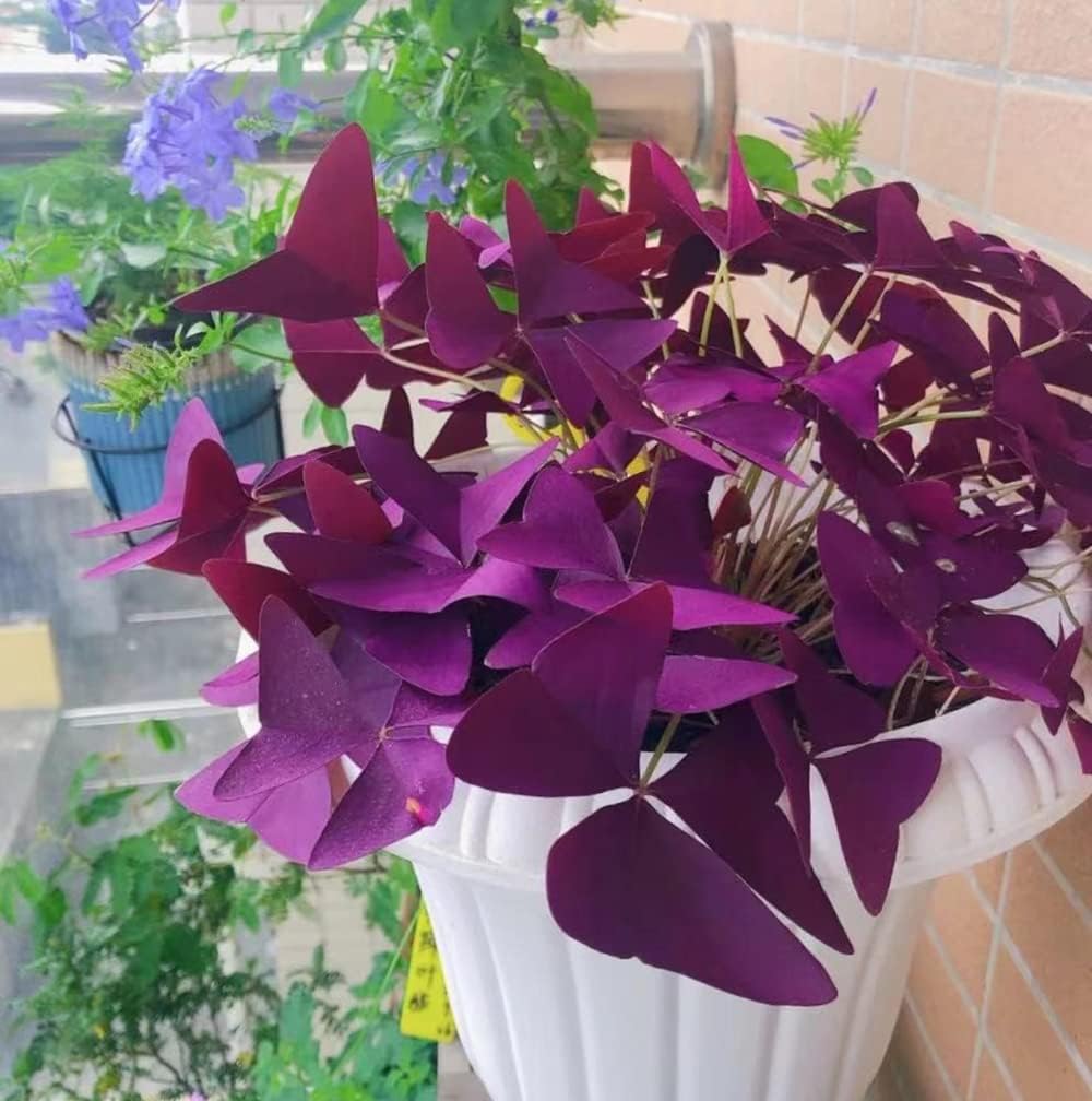 Purple Oxalis Triangularis Bulbs Z488
