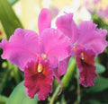 Live Pink Cattleya Orchid Plant 4"-8" Tall Rooted in 2.5" Pot B695987