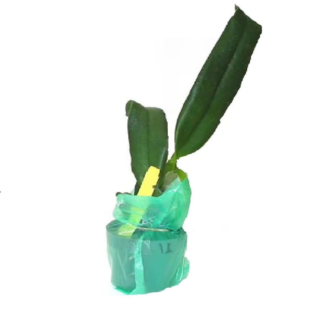Live Pink Cattleya Orchid Plant 4"-8" Tall Rooted in 2.5" Pot B695987