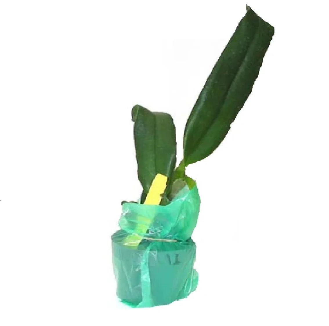Live Pink Cattleya Orchid Plant 4"-8" Tall Rooted in 2.5" Pot B695987