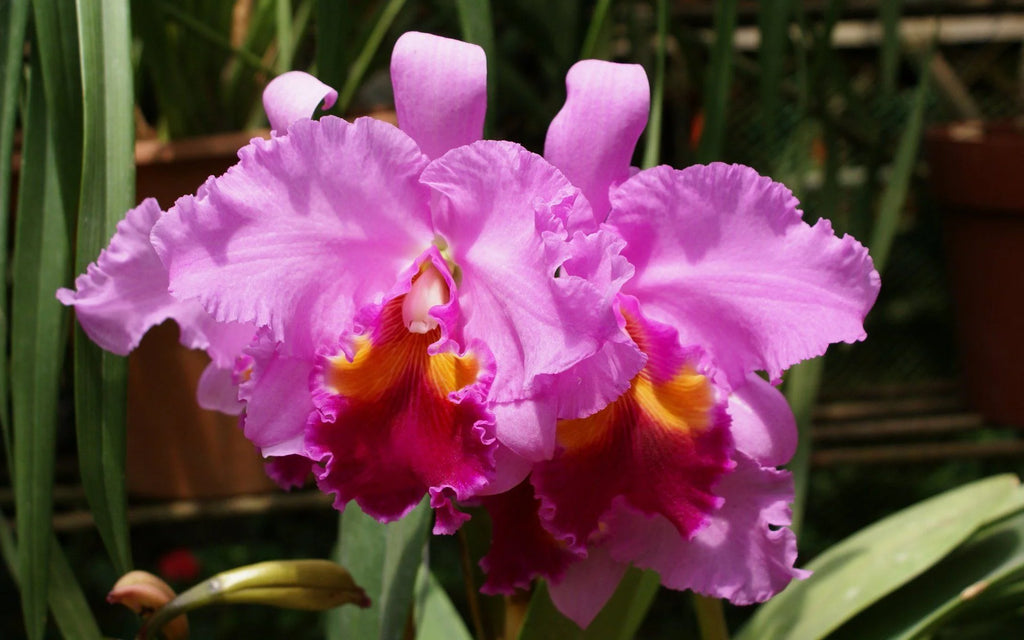 Live Pink Cattleya Orchid Plant 4"-8" Tall Rooted in 2.5" Pot B695987