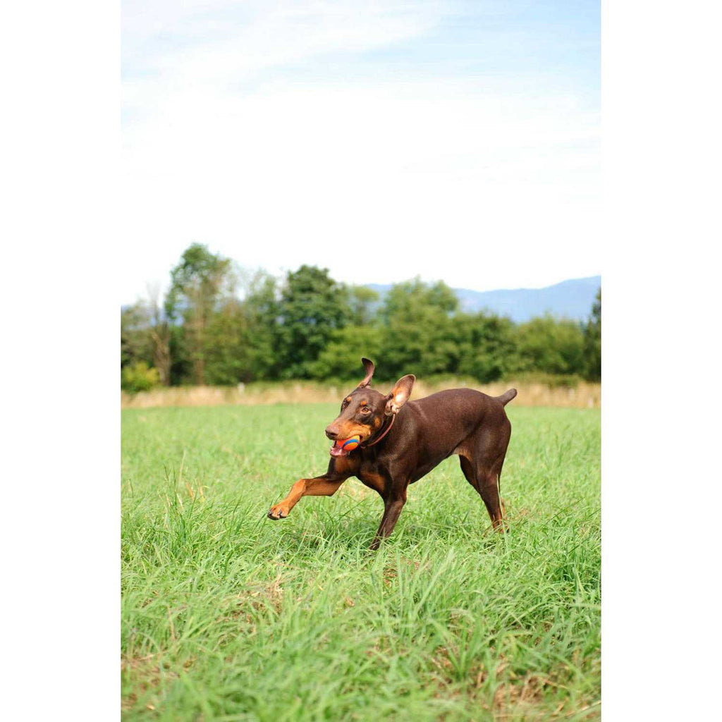 Fetch Medley Pet Supplies M210304