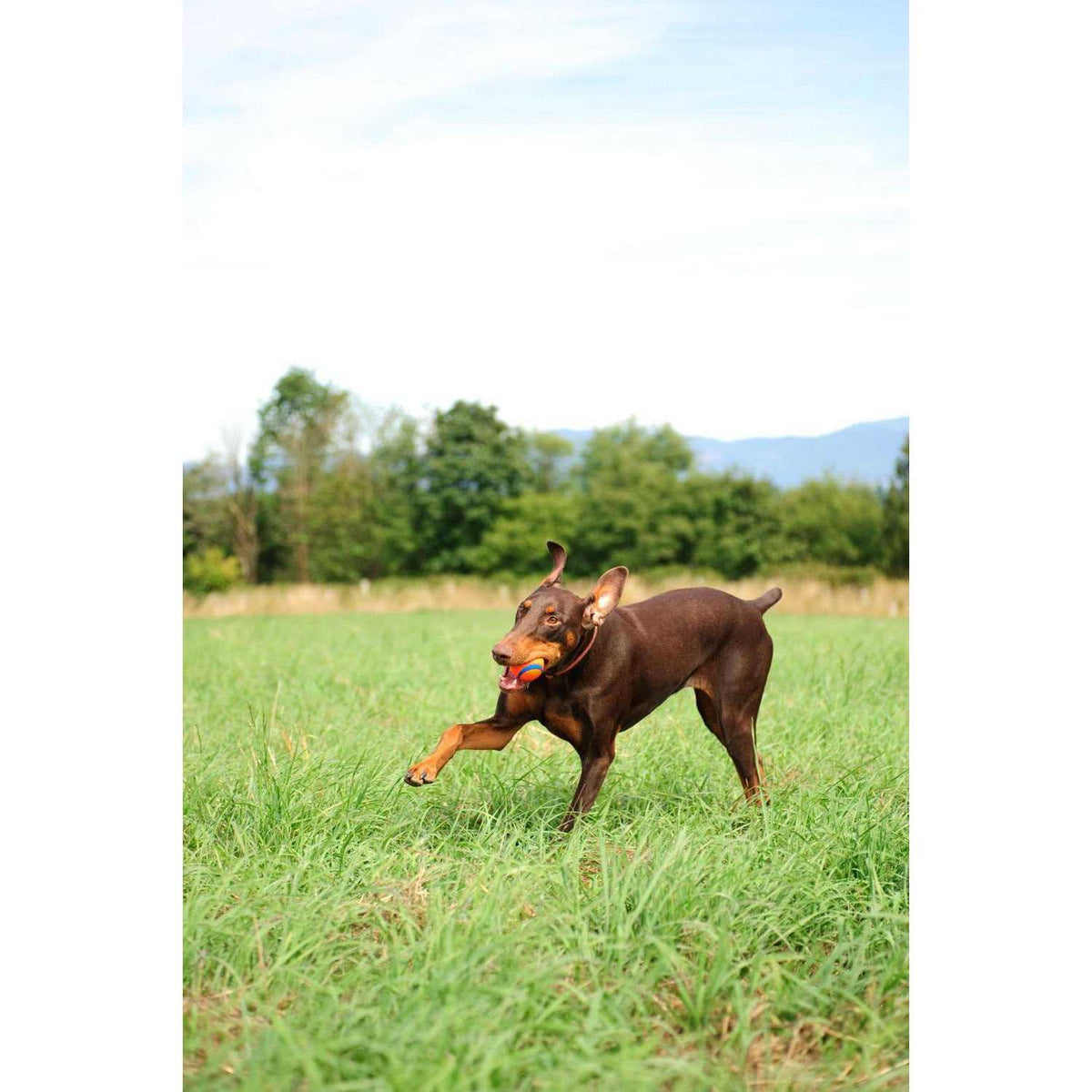Fetch Medley Pet Supplies M210304