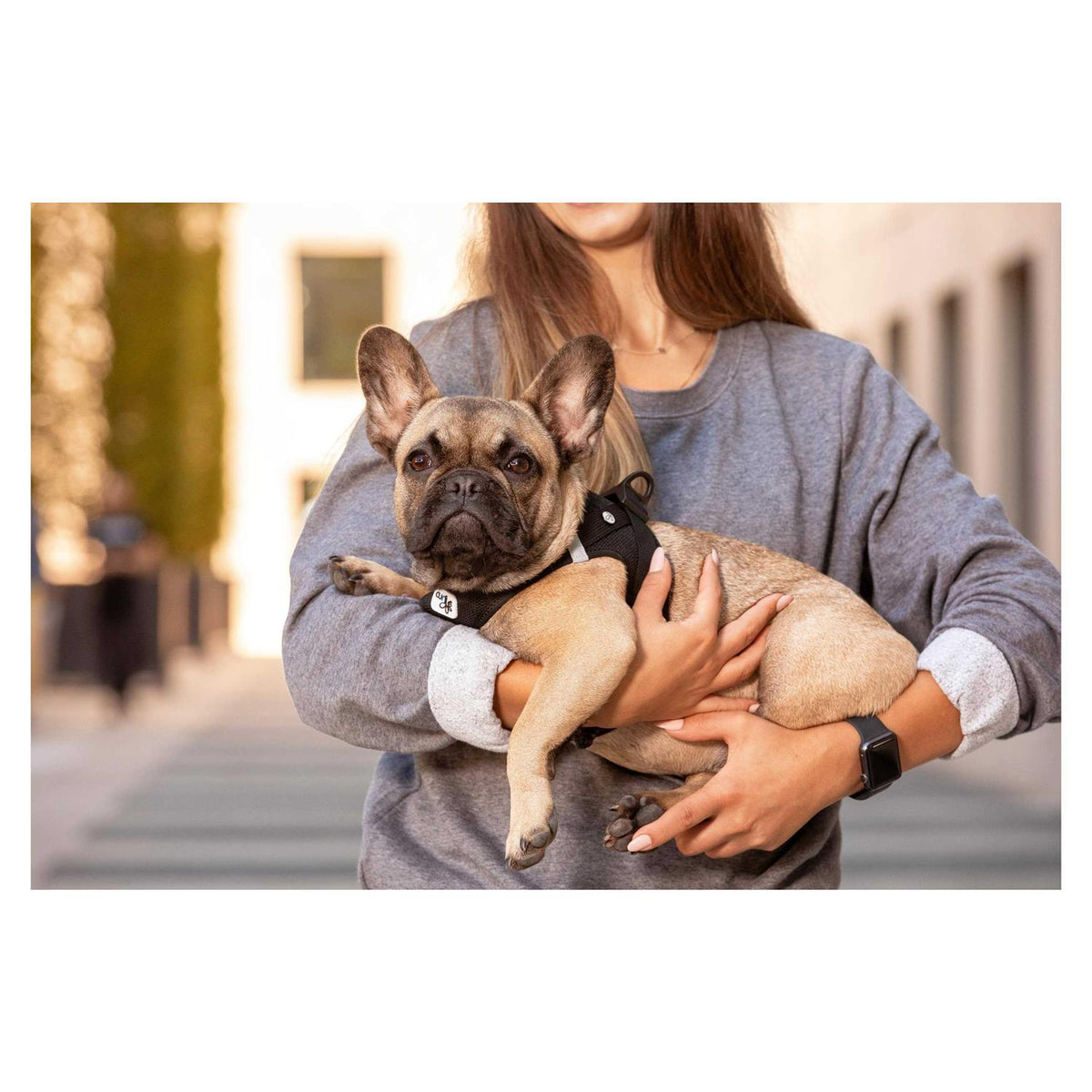 Air-Mesh Dog Harness J499