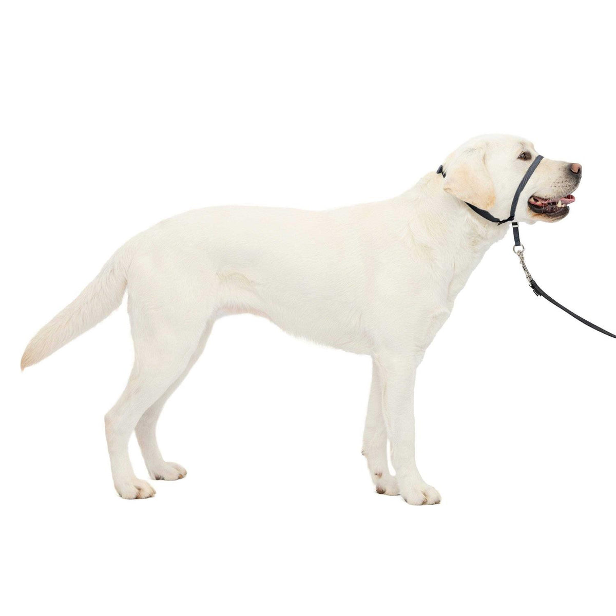 Headcollar G522378
