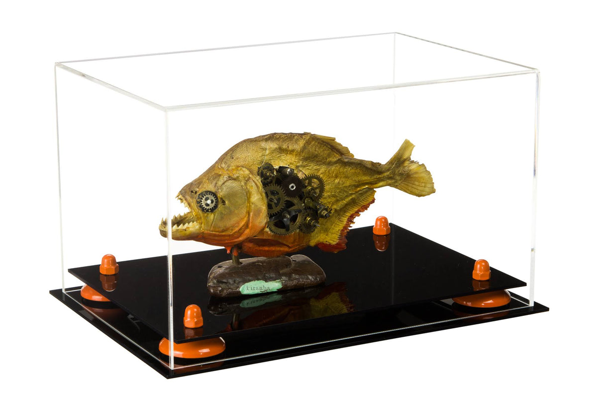 Clear Acrylic Display Case with Orange Risers V218