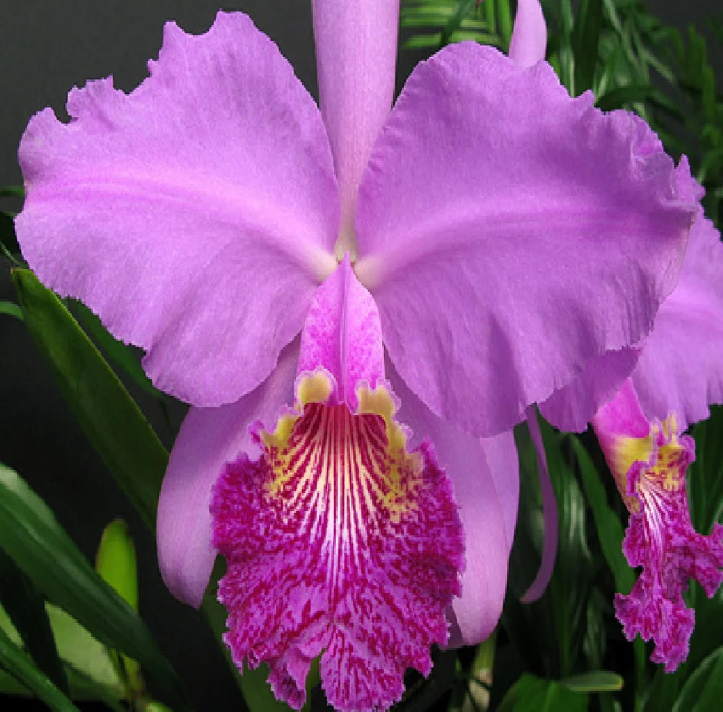 Live Pink Cattleya Orchid Plant 4"-8" Tall Rooted in 2.5" Pot B695987