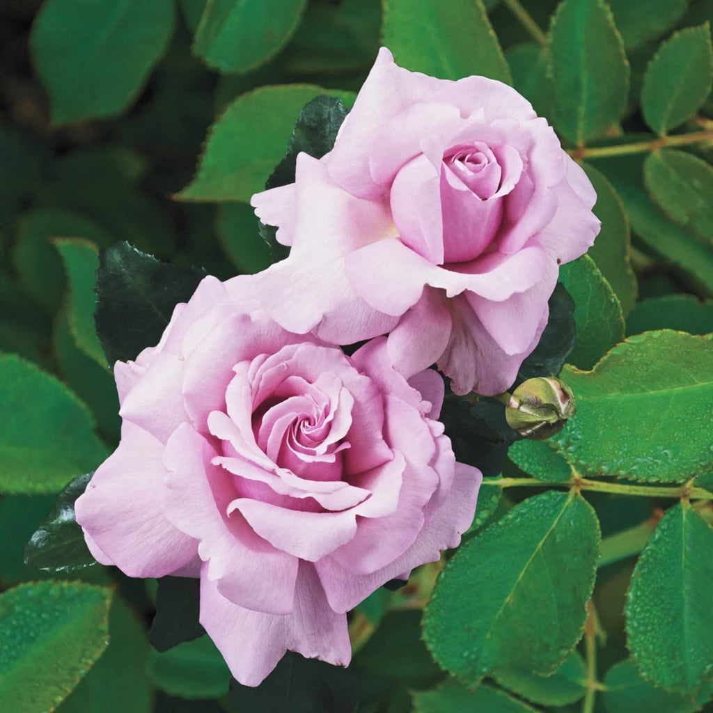 Blue Girl Dormant Bare Root Hybrid Tea Rose C3384