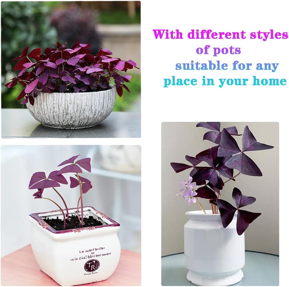 Purple Oxalis Triangularis Bulbs Z488