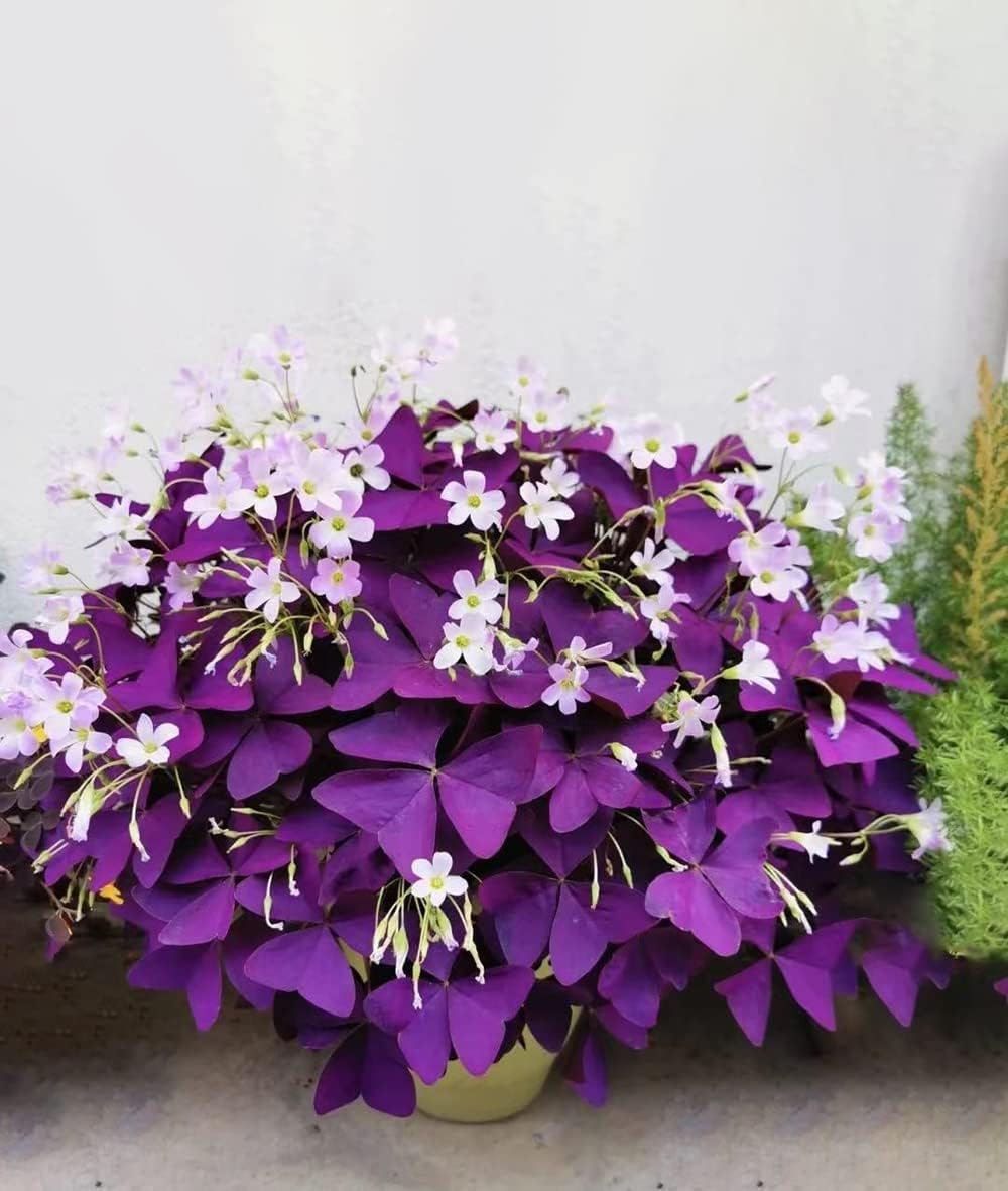Purple Oxalis Triangularis Bulbs Z488