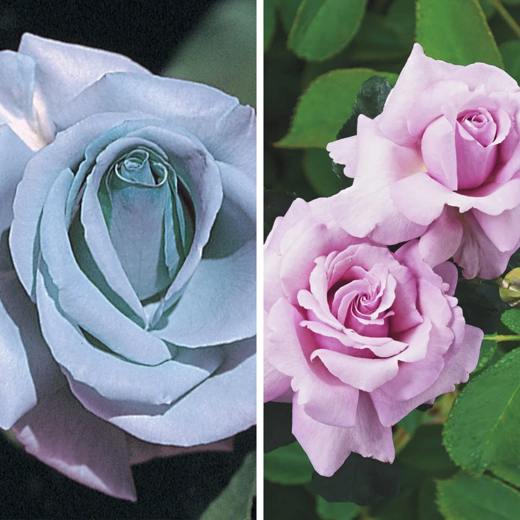 Blue Girl Dormant Bare Root Hybrid Tea Rose C3384
