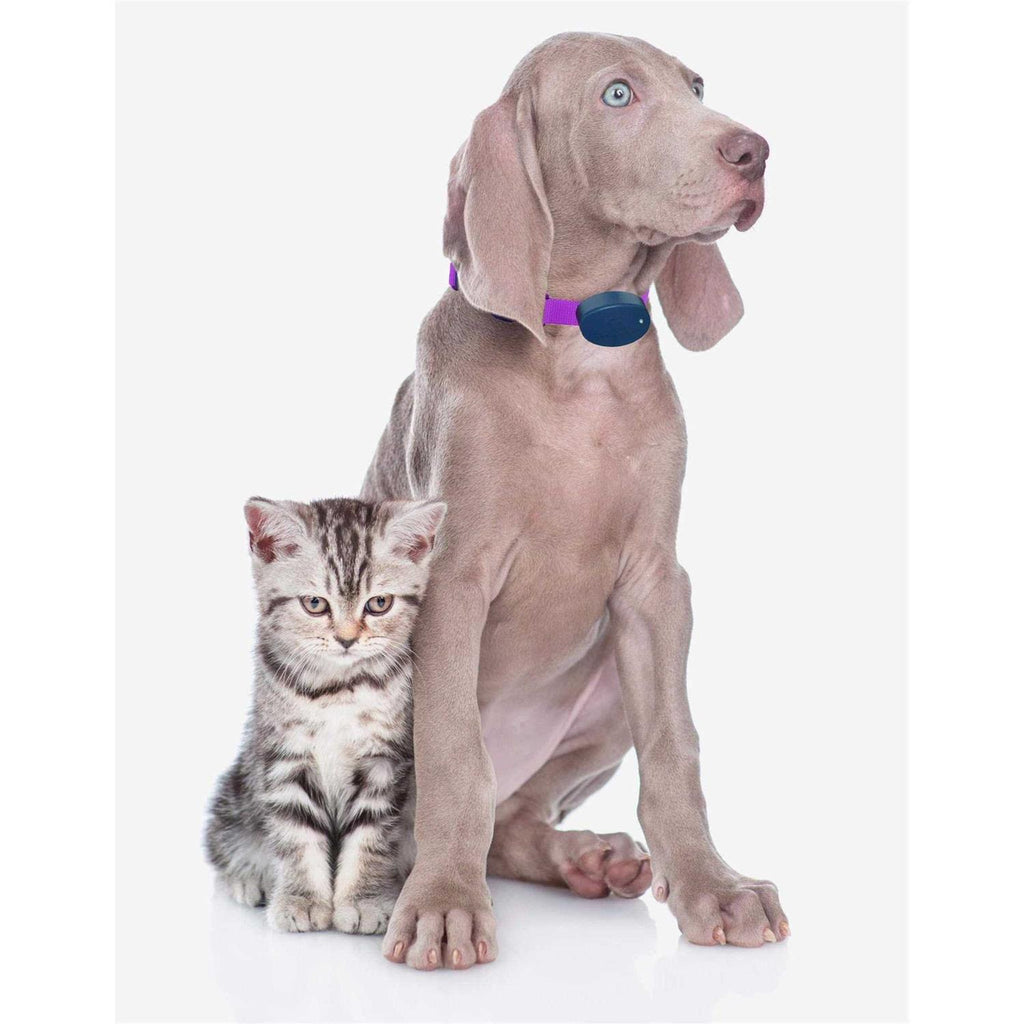 Dog Collar Replacement Strap B463907