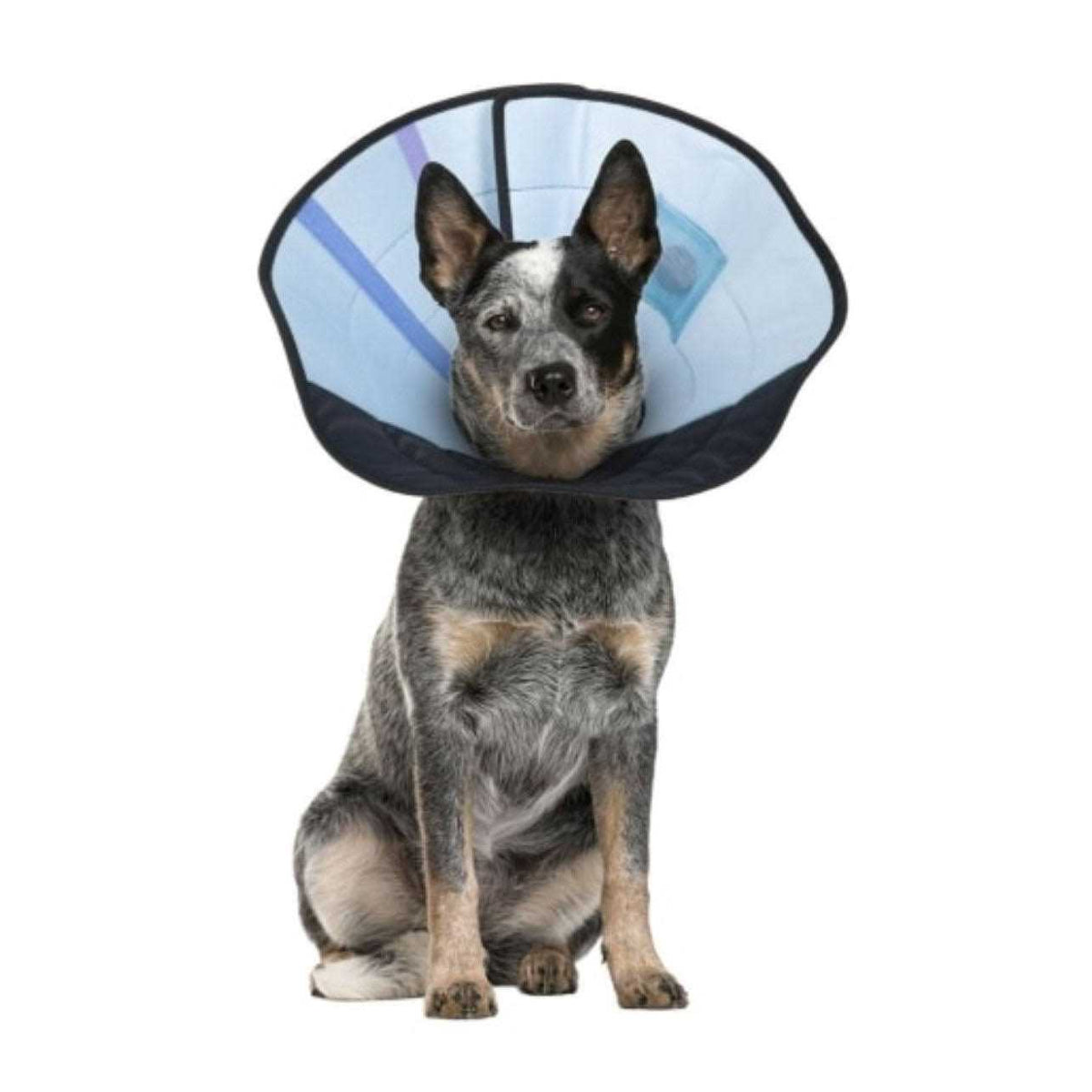 Dog Calming Collar D554462