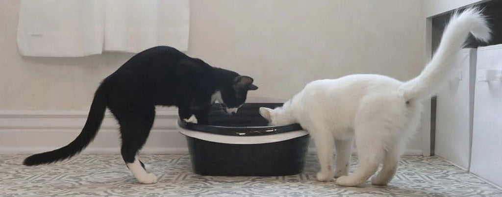 2 Open Top Plastic Cat Litter Pans and Tray, Large, Black J890