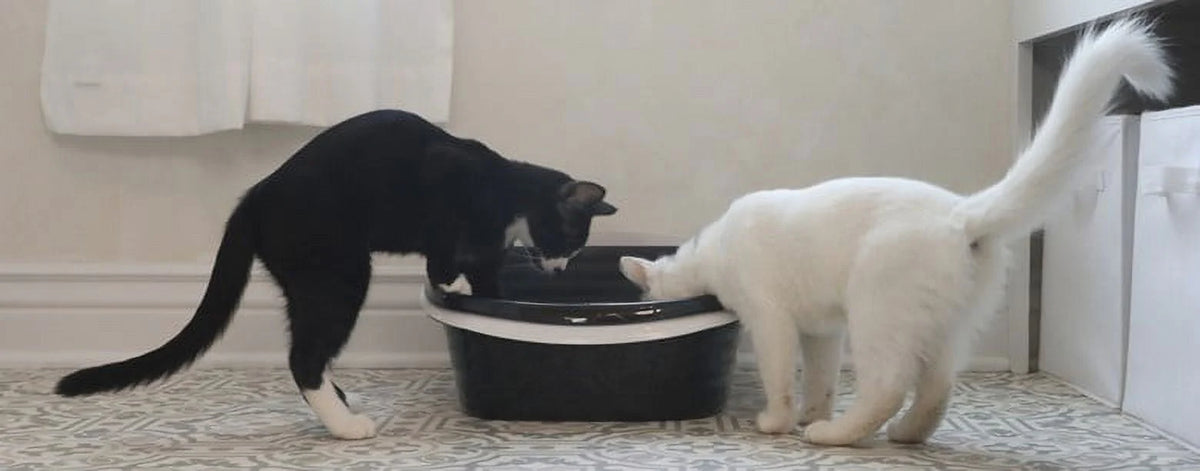 2 Open Top Plastic Cat Litter Pans and Tray, Large, Black J890