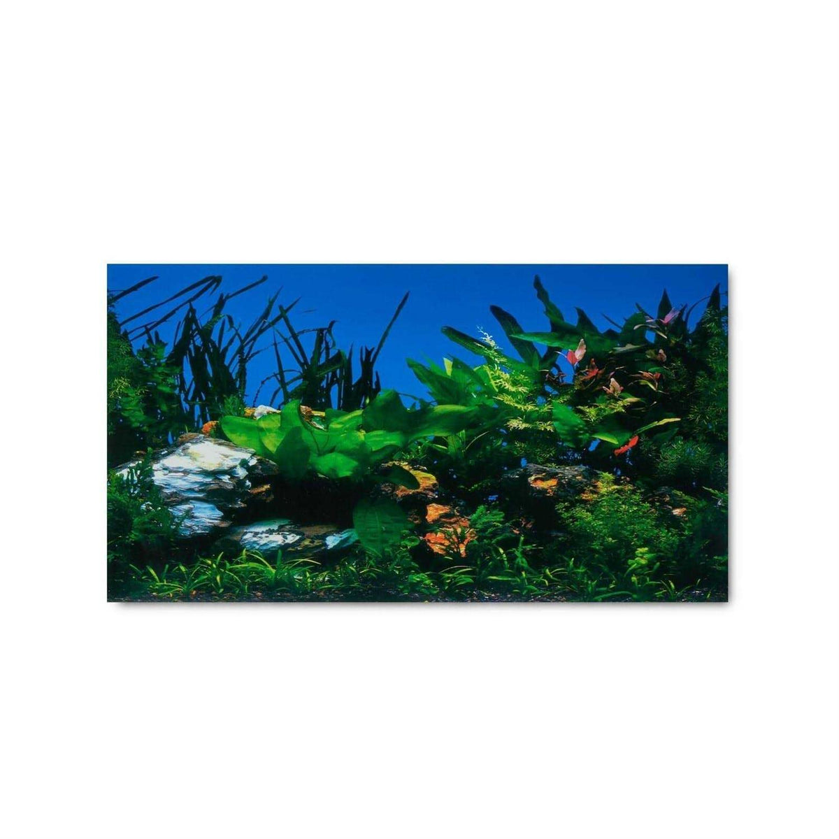 Aquarium Background Q9991