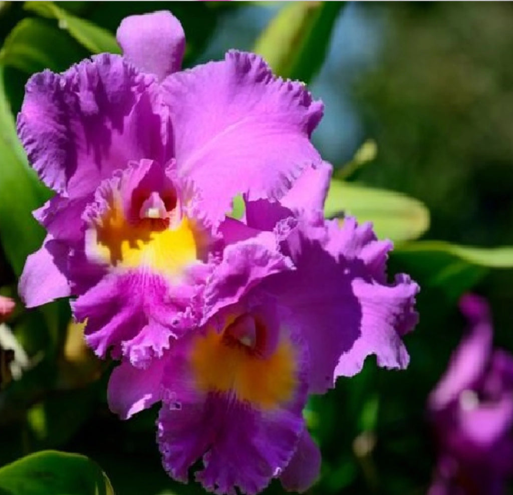 Live Pink Cattleya Orchid Plant 4"-8" Tall Rooted in 2.5" Pot B695987
